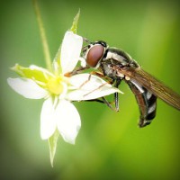 /album/greeeeen/photolia-a02-jpg/
